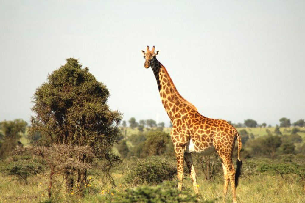 The beauty of Lukenya