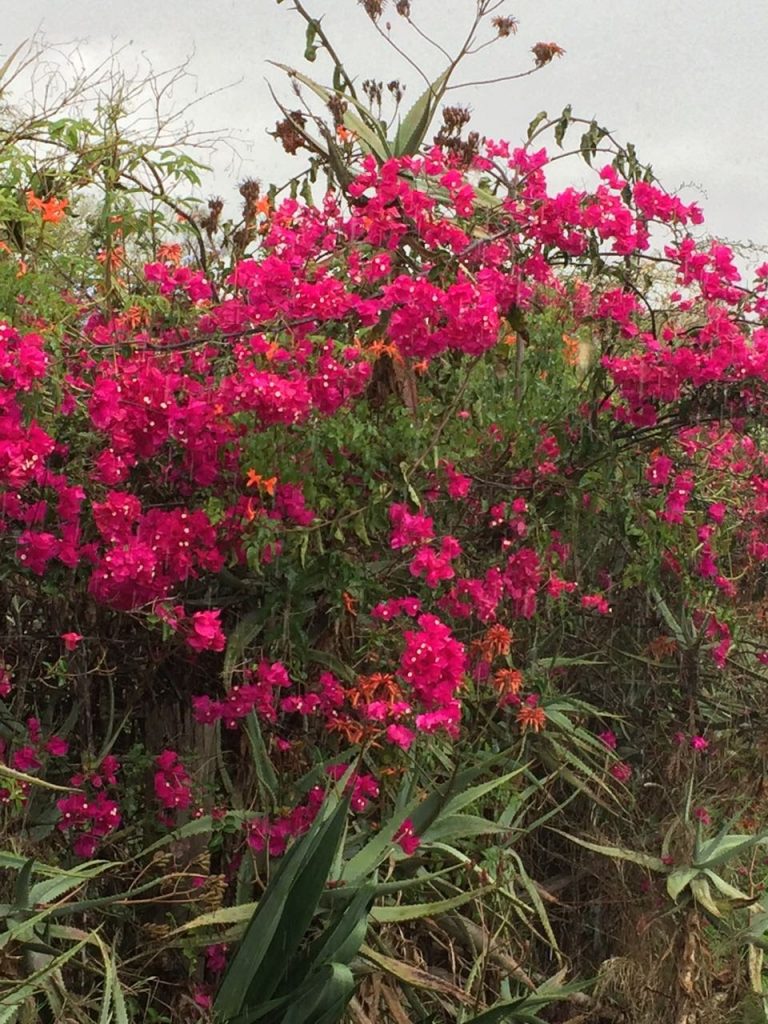 The beauty of Lukenya